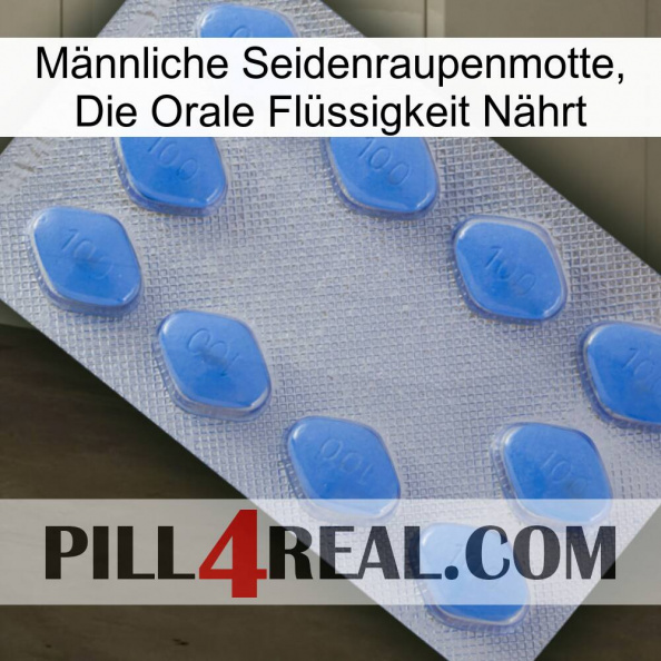 Männliche Seidenraupenmotte, Die Orale Flüssigkeit Nährt 21.jpg